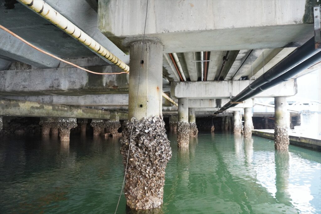 Forensic engineer assessing coastal concrete structure on the Gold Coast